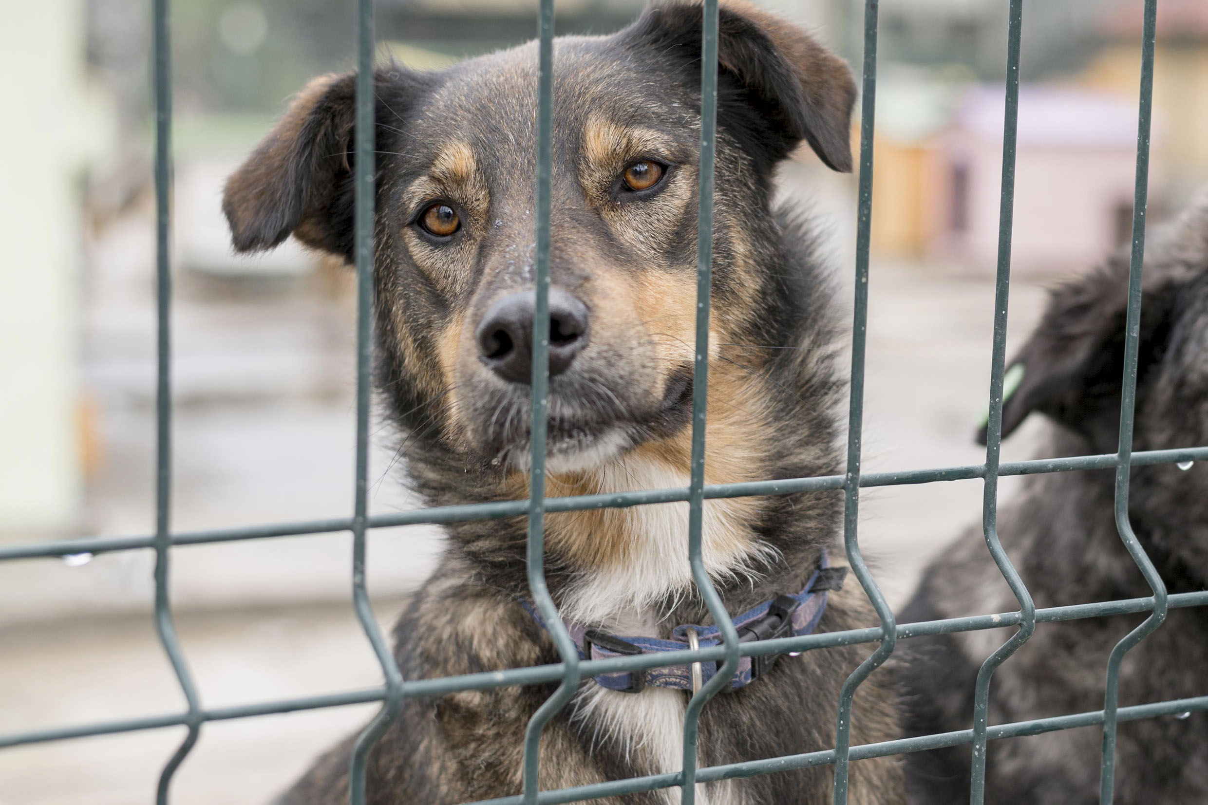 Em Araguaína, homem que provocou a morte de um cachorro é indiciado pela Polícia Civil por maus-tratos a animal