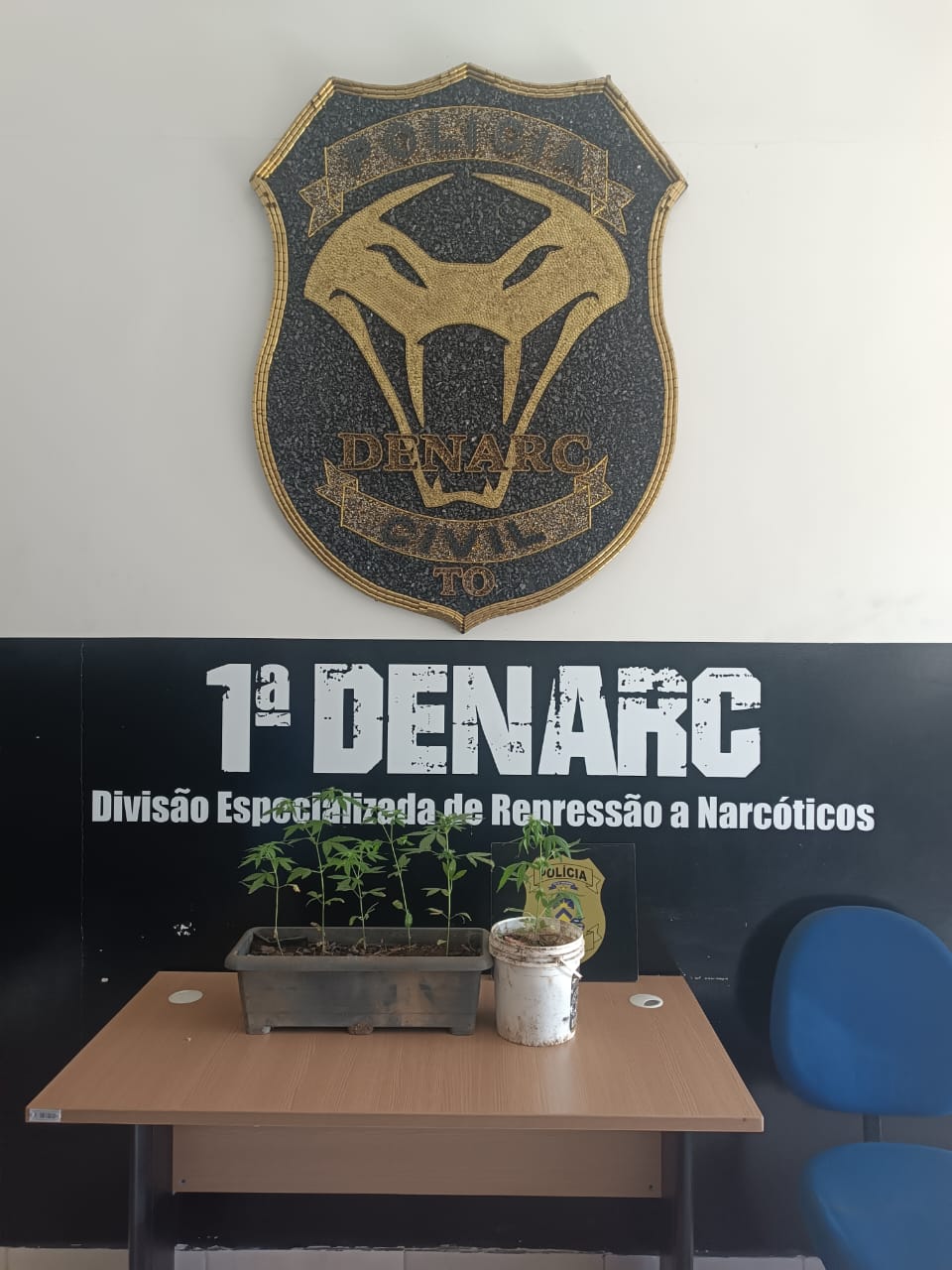 Denarc destrói estrutura montada para cultivo de maconha na zona rural de Palmas