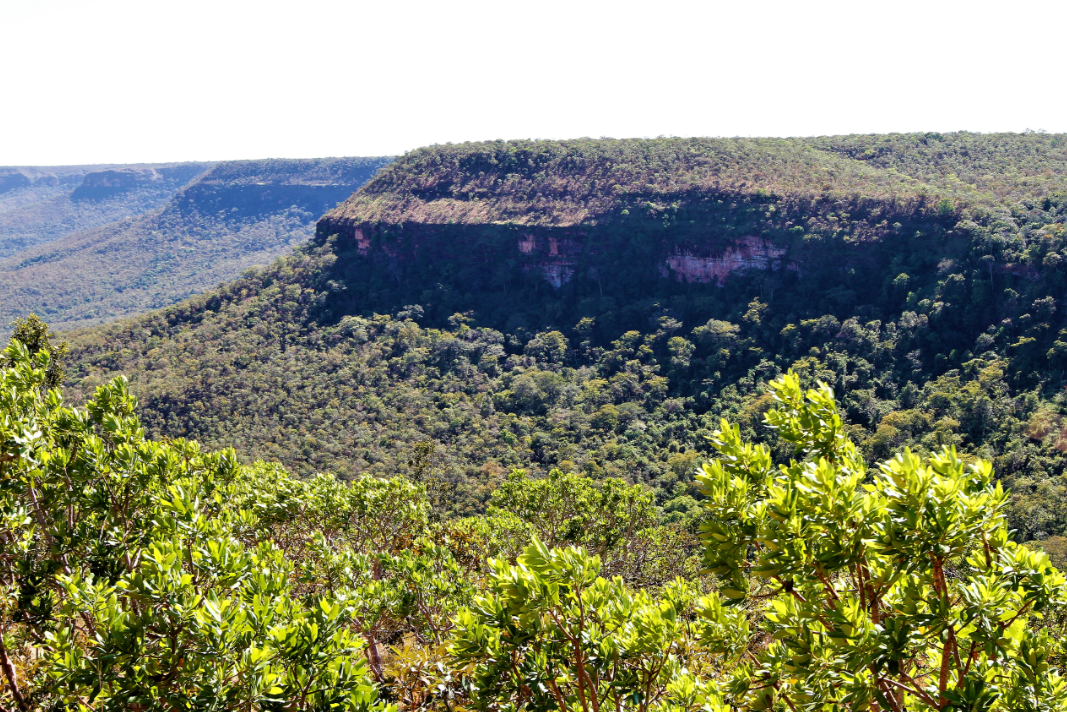 Governo do Tocantins registra redução de 19,9% no desmatamento entre janeiro e julho de 2025 e do total somente 21,3% ocorreram em área não autorizada