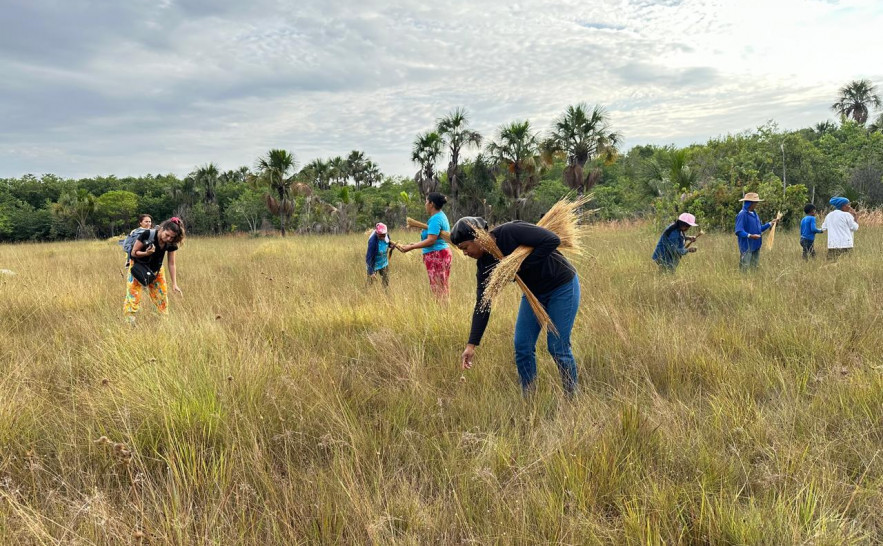 Naturatins autoriza coleta do capim-dourado e beneficia associações de artesãos e extrativistas