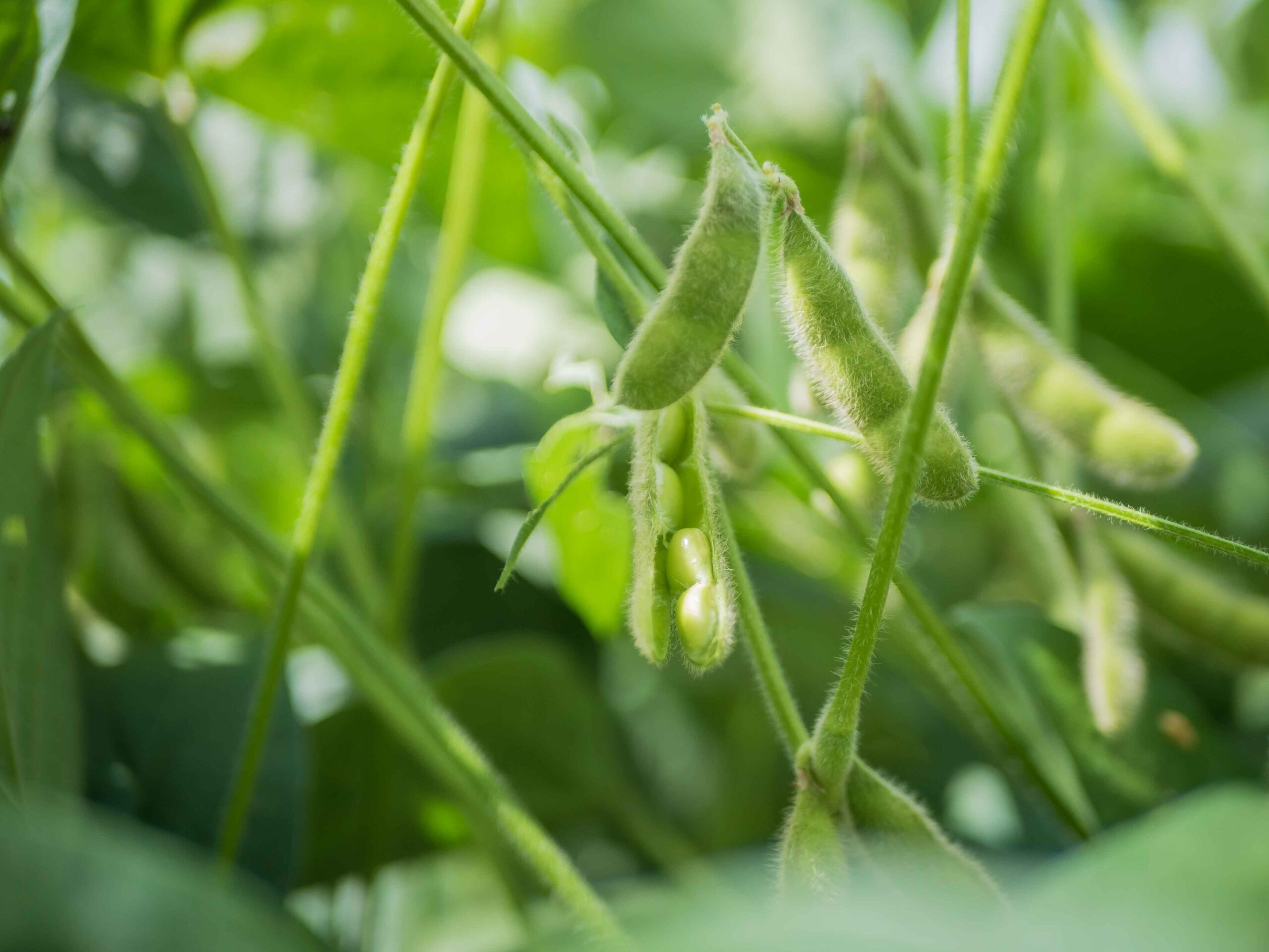 Plantio de soja está liberado no Tocantins a partir de quarta-feira, 1º de outubro
