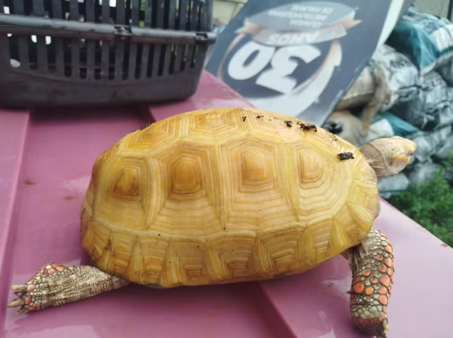 Jabuti albino raro surge em parque de Palmas e intriga pesquisadores