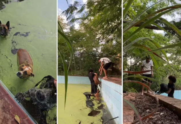 Jovens salvam cães presos em piscina abandonada em Paraíso do Tocantins