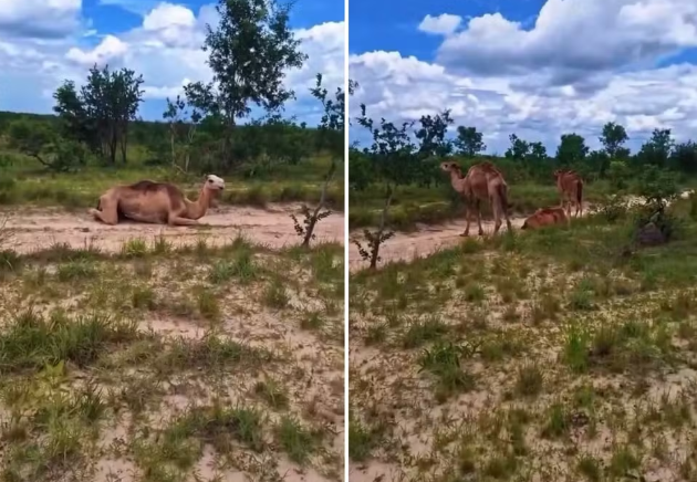 Camelos no Jalapão? Vídeo inusitado de fazenda viraliza na internet