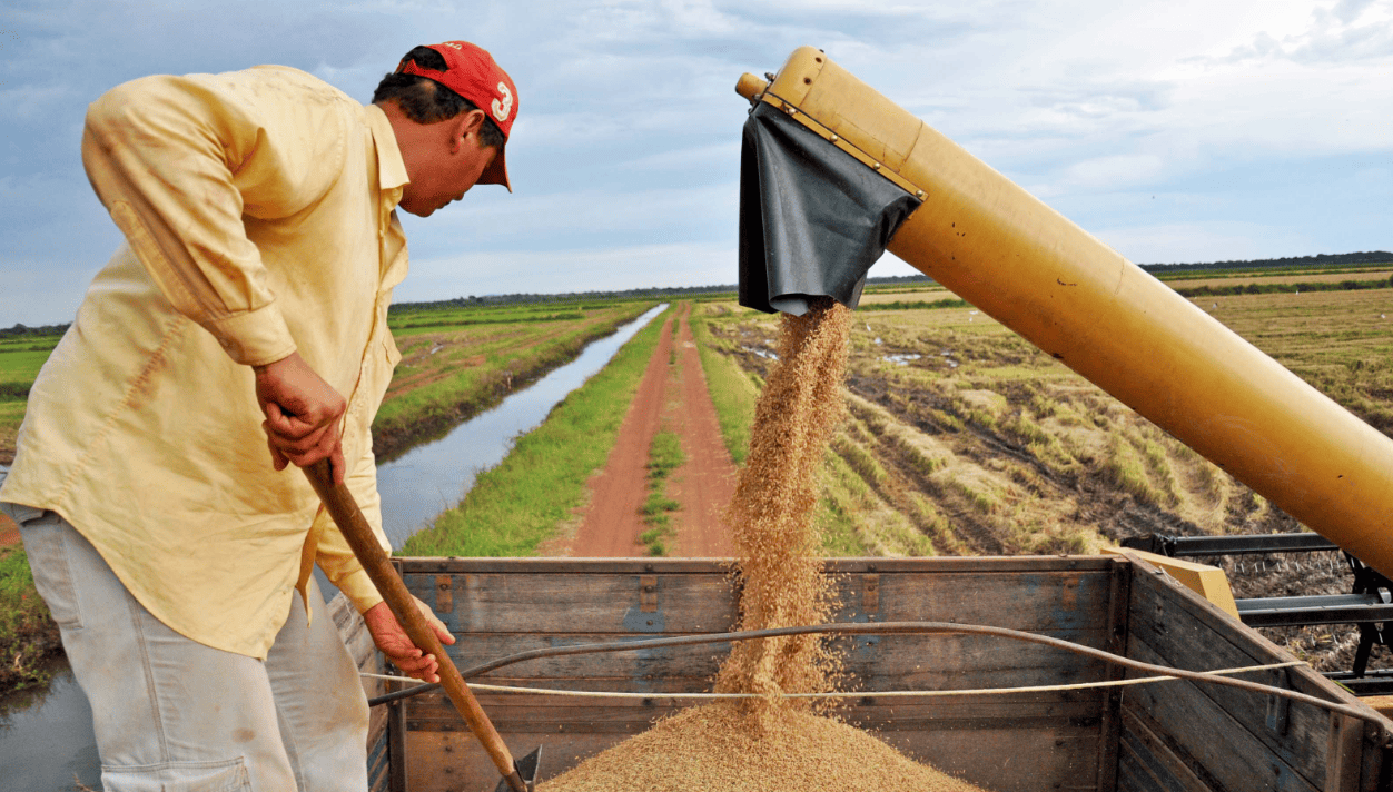 Governo do Tocantins investe em tecnologia e produtividade e mantém liderança na produção de arroz na Região Norte