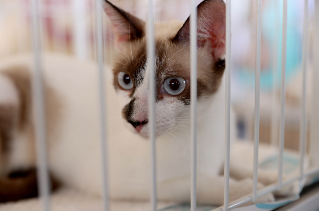 Prefeitura de Palmas orienta população como denunciar envenenamento de animais