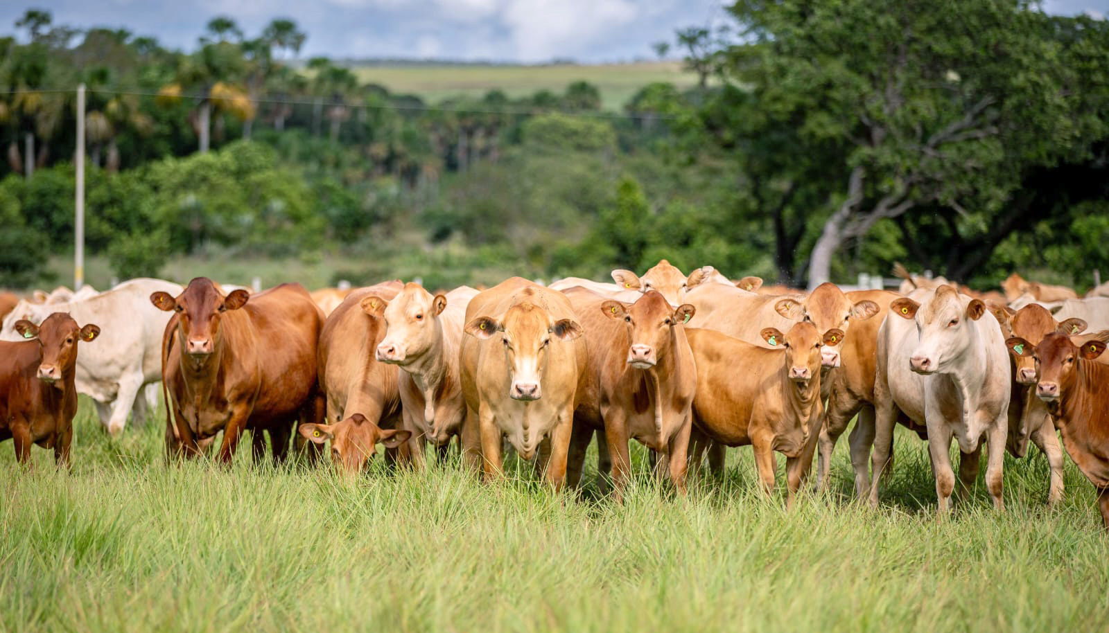 Agrotins 2026 apresenta o futuro do agro com Inteligência Artificial, genética animal e novas culturas 