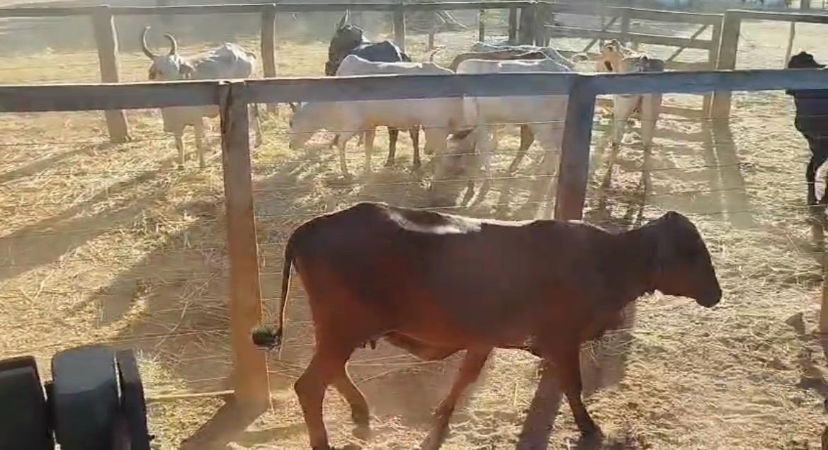 45155555 Polícia Civil recupera rebanho furtado e apreende caminhão em Pedro Afonso