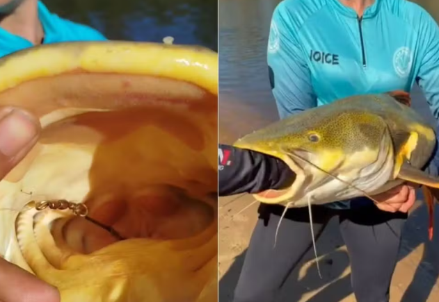 Guia coloca a mão no estômago de pirarara para salvar peixe, no Tocantins