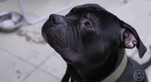 Screenshot 2026-08-25 13.47.27 Justiça autoriza criação de cão da raça American Bully em condomínio no Tocantins