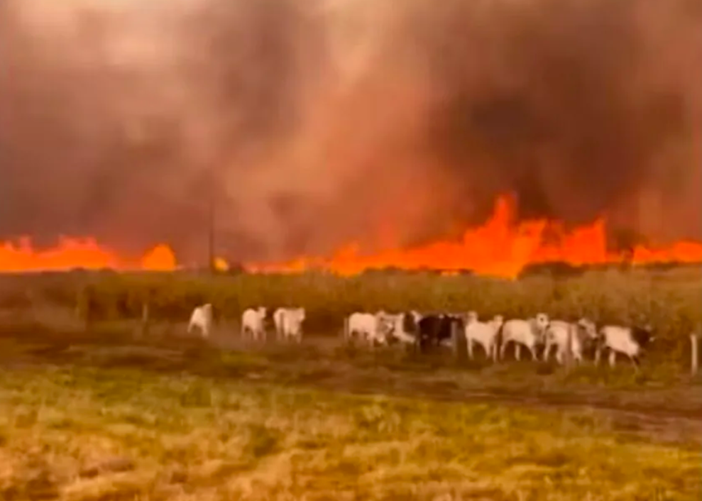 Screenshot 2026-08-25 16.38.18 Incêndio destrói 50 hectares em assentamento no Tocantins