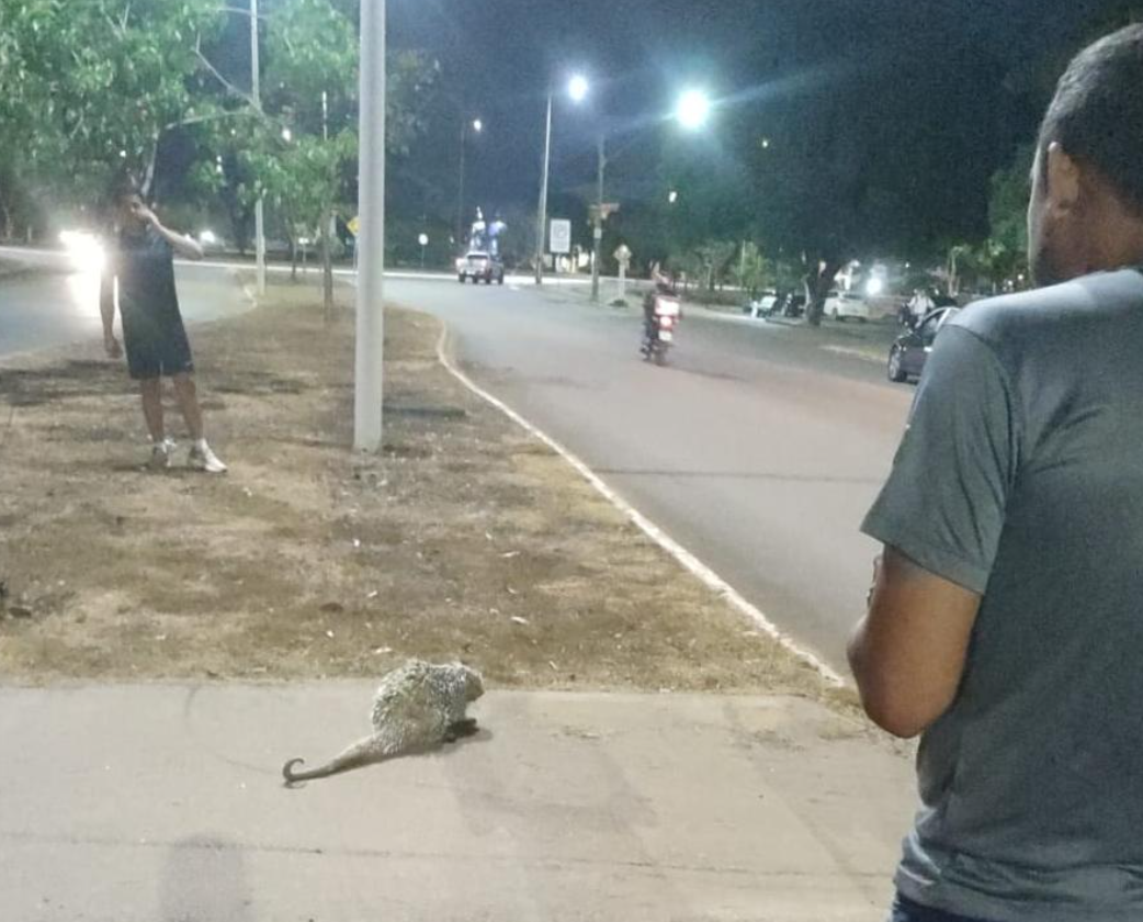 Guarda Metropolitana resgata porco-espinho ferido após ser atropelado na região Norte de Palmas