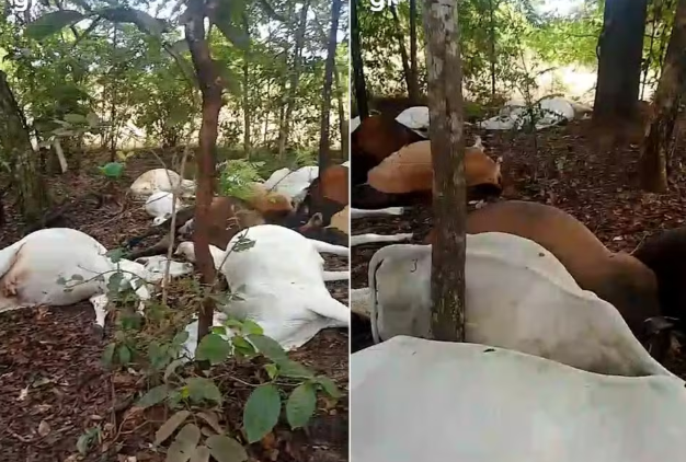 Raio mata 24 bois durante temporal em fazenda no Tocantins