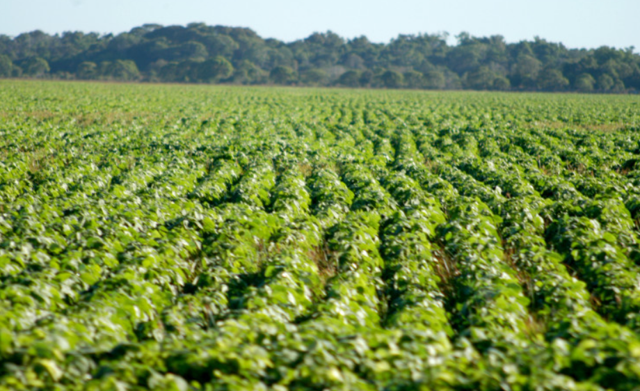 Tocantins projeta produção inédita superior a 10 milhões de toneladas de grãos em 2026/2027